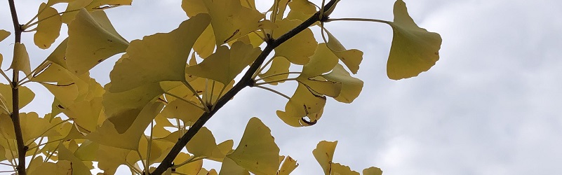 Bild : Herbstlaub von einem Ginkgo biloba - Fächerblattbaum