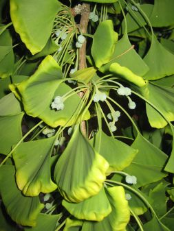 Fächerblattbaum-Ginkgo biloba